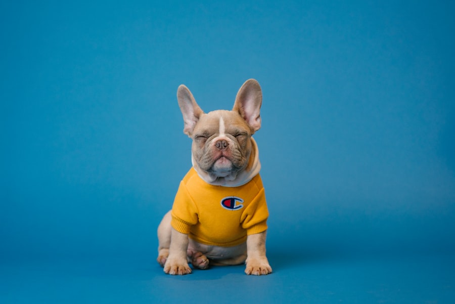 Welpe einer Französischen Bulldogge in gelbem Pullover, genüsslich blinzelnd