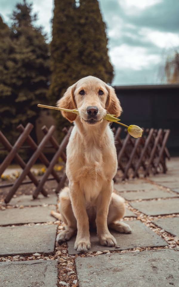 Foto von Lina, Golden Retriever